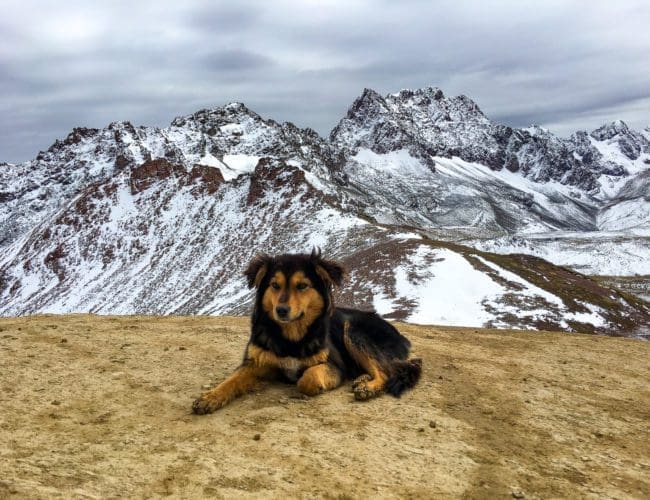 peru stray dog 1
