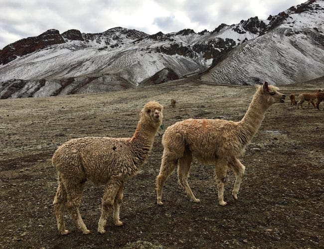peru llama or alpaca