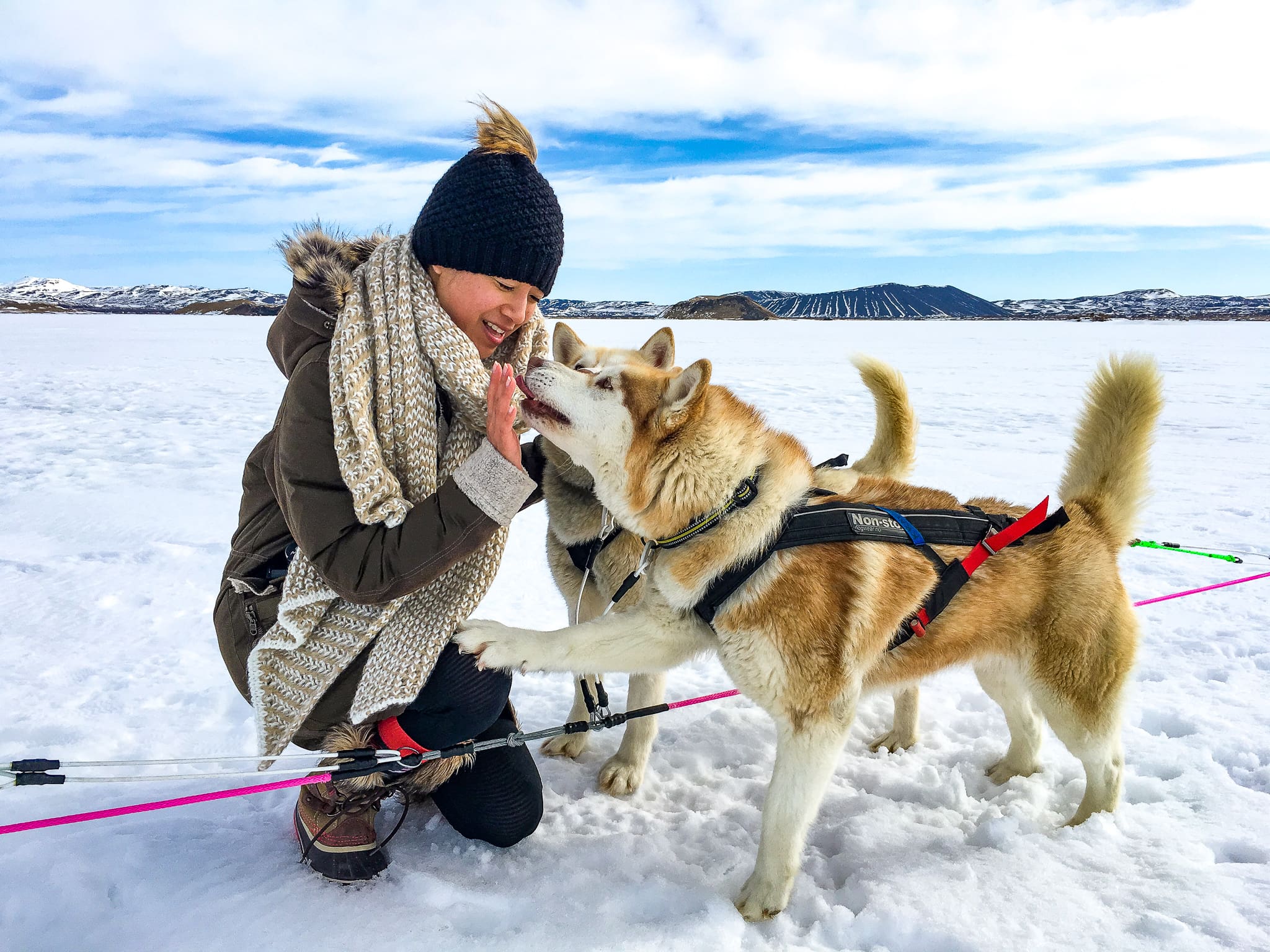 snow dogs 1