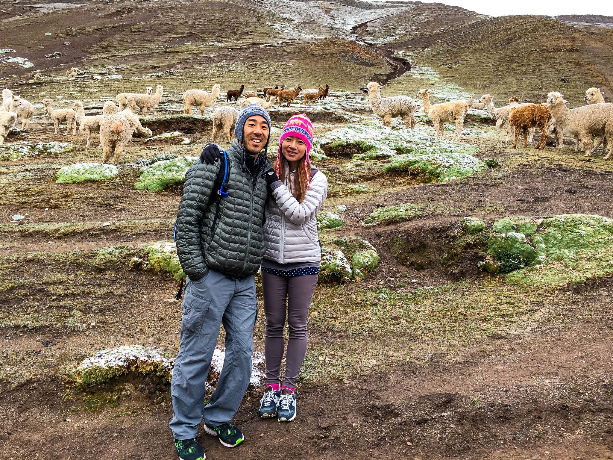 rainbow mountain vinicunca flashpacker connect alpacas