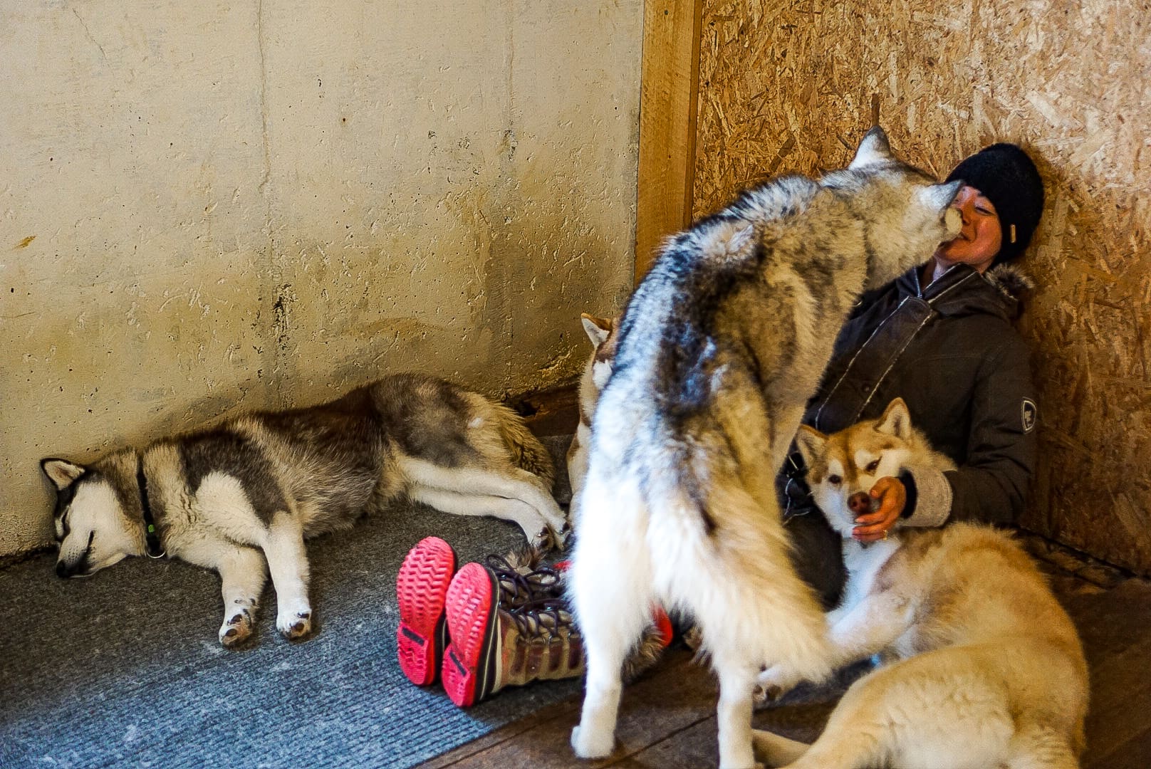 iceland huskies 2