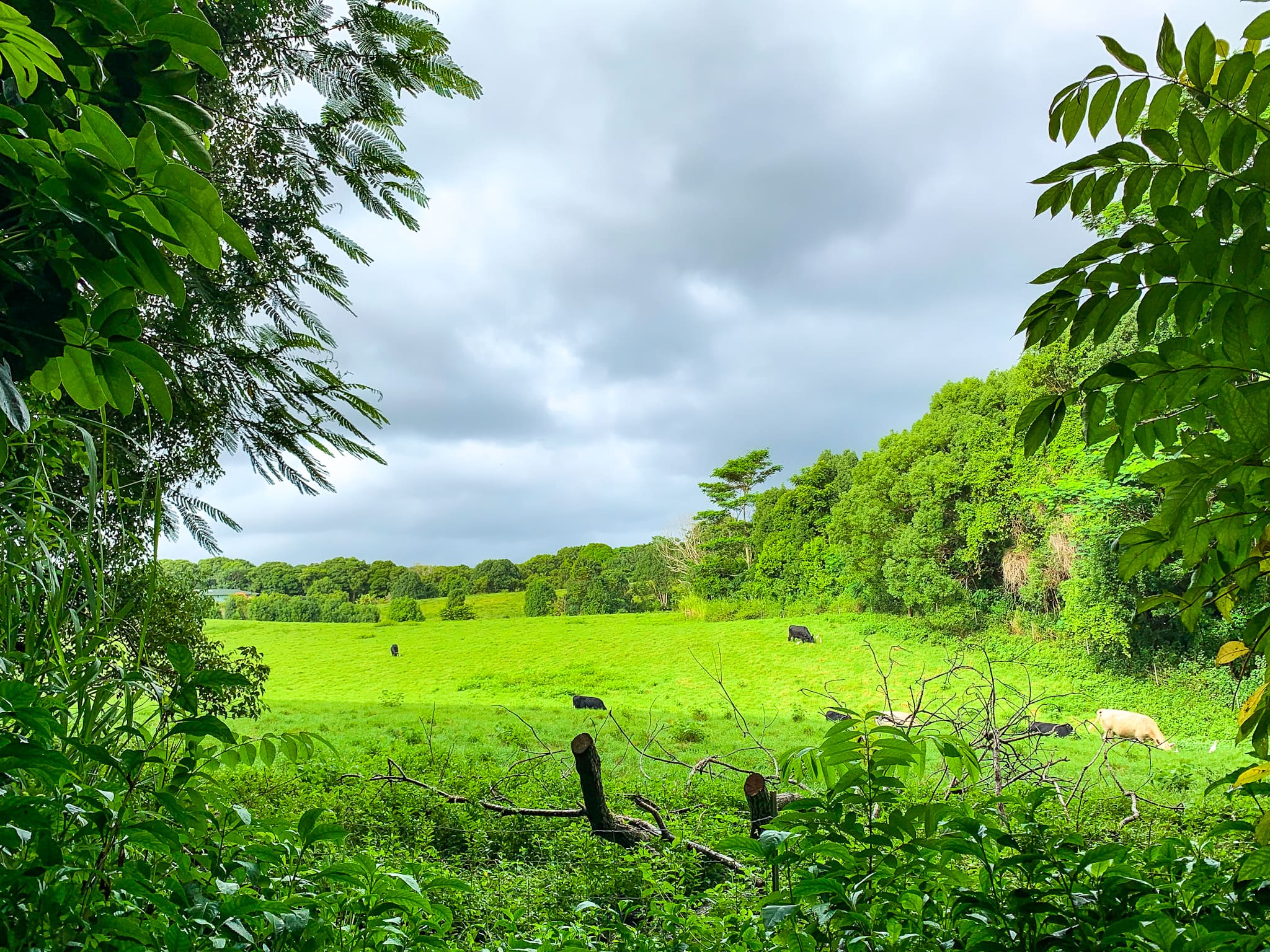 hawaii cows in the countryside