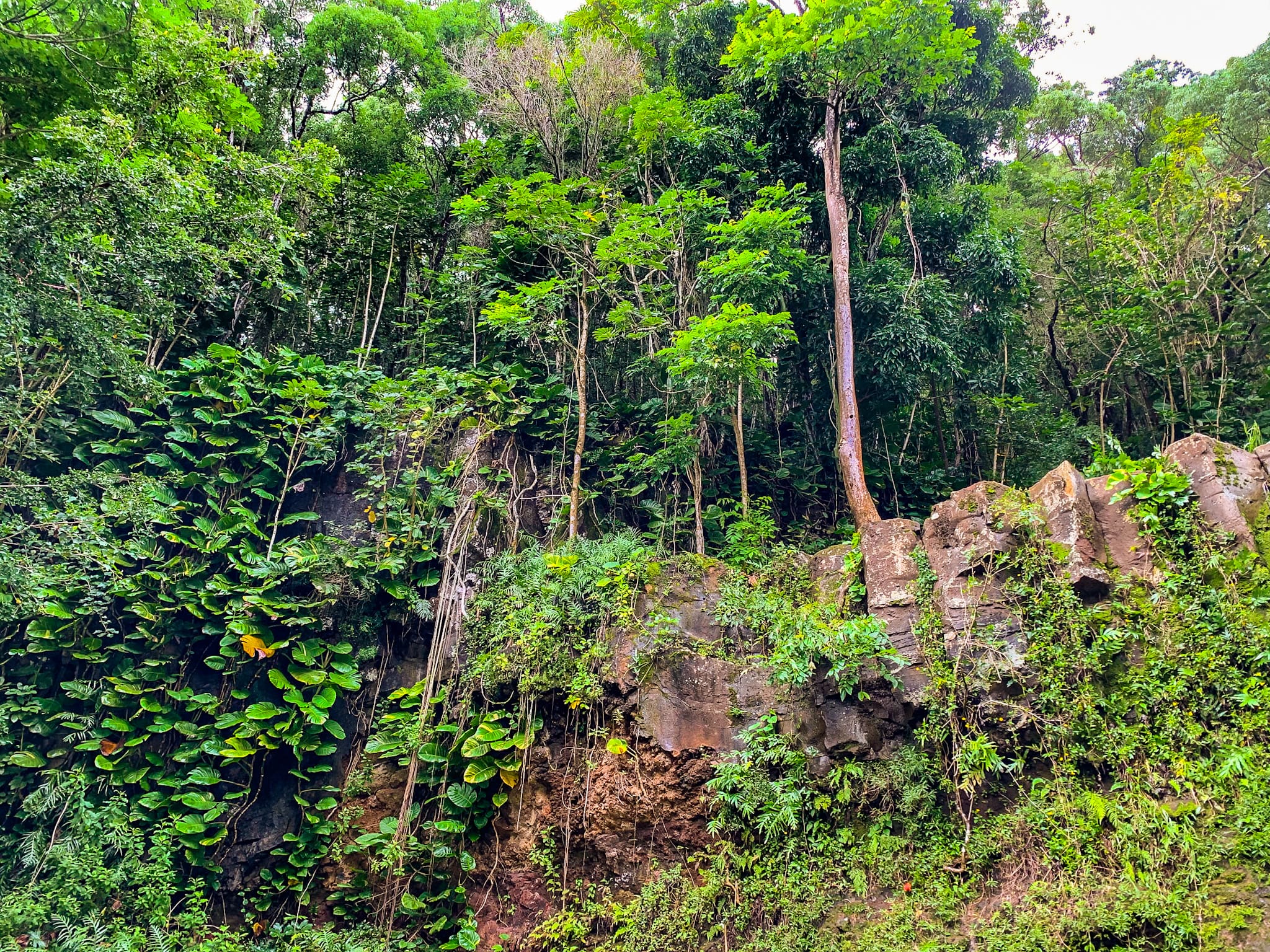 nounou forest