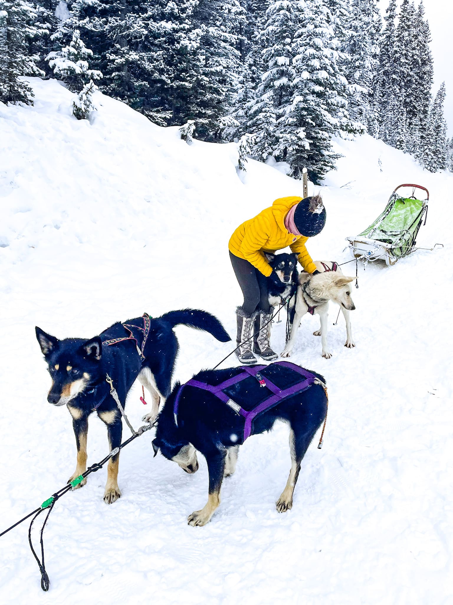 alaskan huskies 2