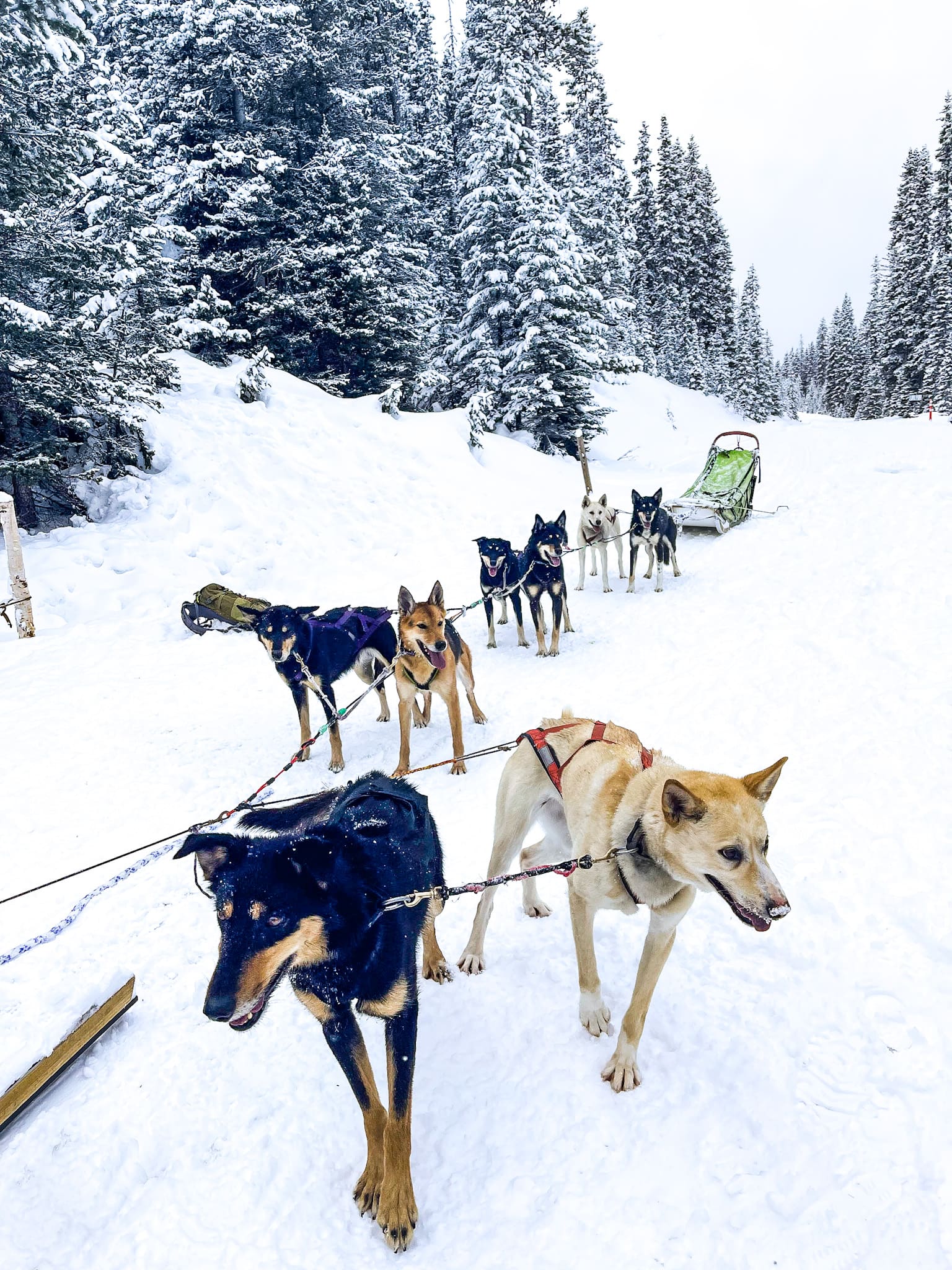 alaskan huskies